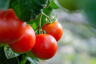 Comment planter des tomates ?